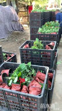 高度40厘米一串红