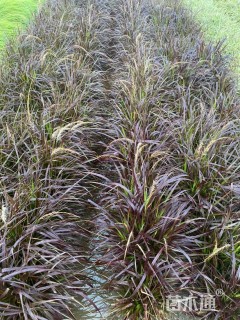 高度100厘米紫叶狼尾草
