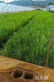 高度35厘米湿地松小苗