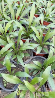 高度20厘米玉簪