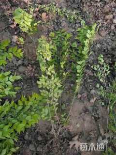 高度60厘米金叶女贞小苗