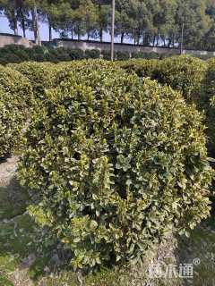 冠幅120厘米金边黄杨球