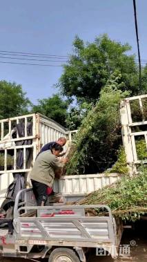 高度50厘米蔷薇