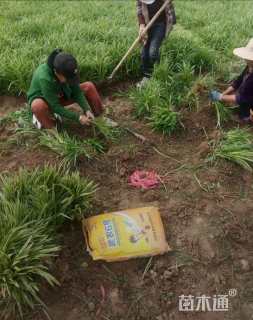 高度15厘米金边麦冬