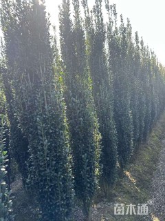 高度180厘米直立冬青