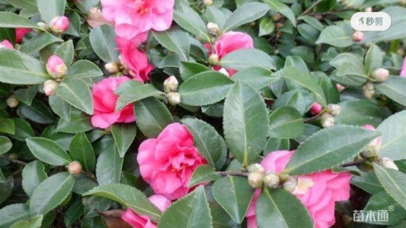 高度40厘米茶梅