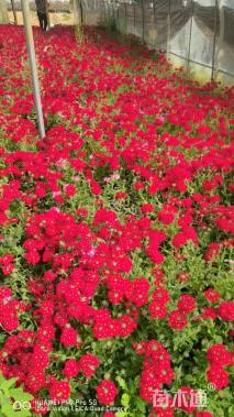 高度20厘米美女樱