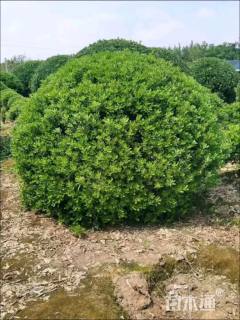 冠幅200厘米海桐球