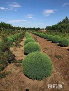 冠幅80厘米桧柏球