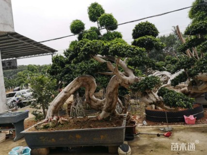 80公分造型小叶榕