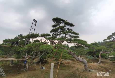 33公分造型油松