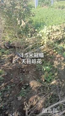 高度1.6厘米天目琼花