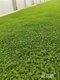 高度15厘米白三叶