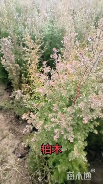 高度150厘米柏木