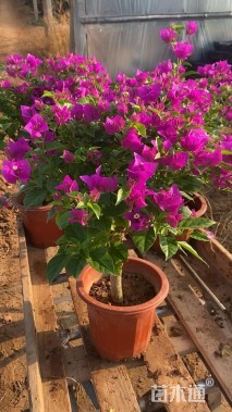 高度45厘米三角梅