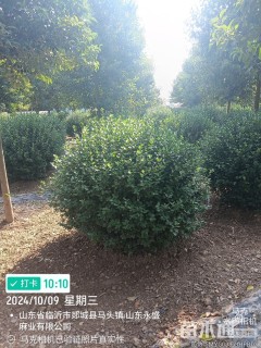 冠幅100厘米大叶黄杨球