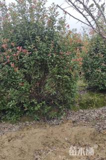 高度300厘米丛生红叶石楠