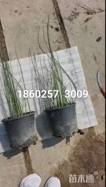 高度50厘米木贼