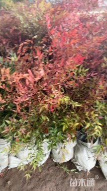 高度40厘米南天竹