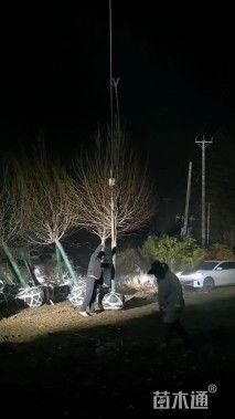 15公分欧洲小叶椴