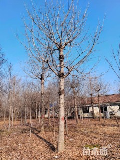 20公分金叶银杏