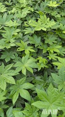 高度30厘米八角金盘