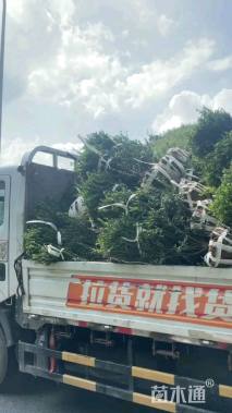 冠幅80厘米龟甲冬青球