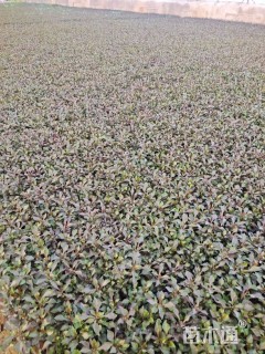 高度3厘米五色苋