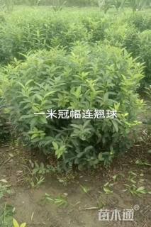 高度80厘米连翘