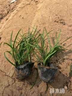 高度13厘米麦冬