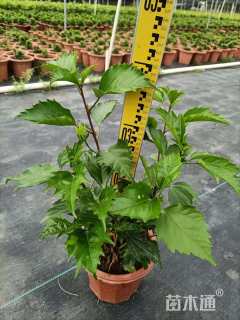 高度36厘米大红花