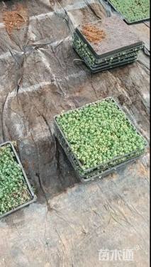 高度10厘米中华景天