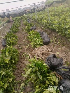 高度40厘米花叶珊瑚