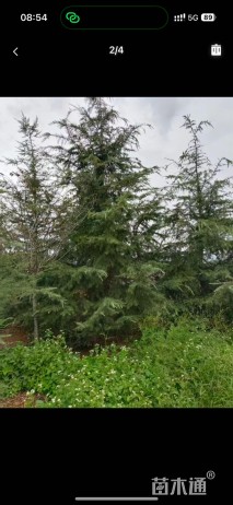 高度180厘米雪松