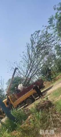 60公分丛生朴树