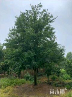 高度600厘米丛生三角枫