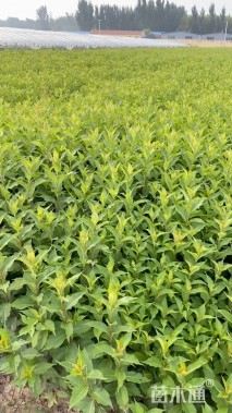 高度85厘米红王子锦带