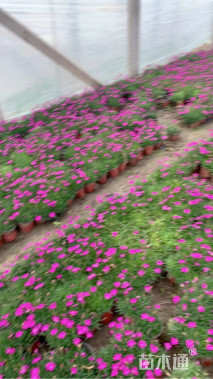 高度25厘米欧石竹