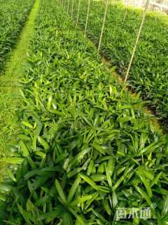 裸干高1厘米大叶棕竹