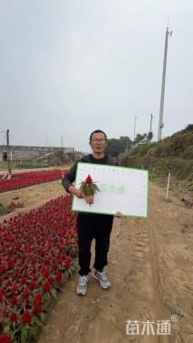 高度20厘米鸡冠花