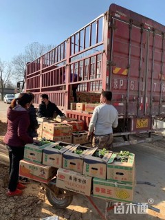 高度10厘米地被菊