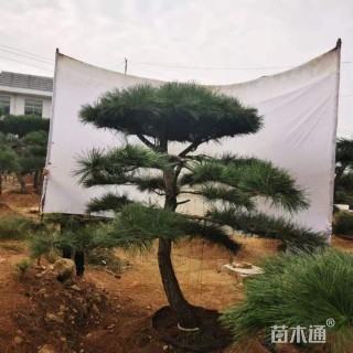 22公分平顶松