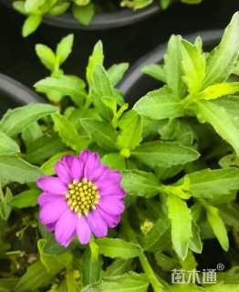 高度15厘米甘菊