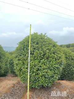 冠幅230厘米红叶石楠球