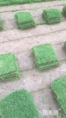 草块状天堂草