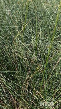 高度30厘米灯心草