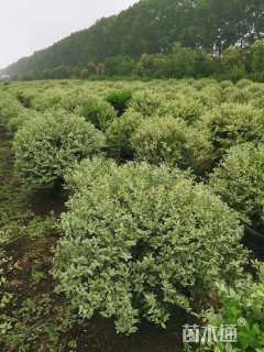 冠幅180厘米银姬小蜡球