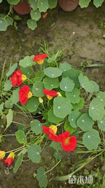 高度25厘米旱金莲