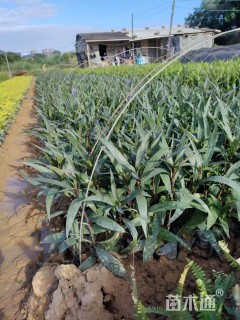 高度30厘米翠芦莉