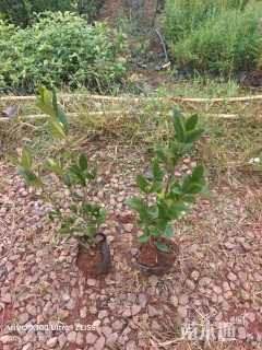 高度20厘米大叶栀子